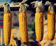 Прогноз світового збору кукурудзи підвищено до 1,035 млрд тонн – Міжнародна рада з зерна